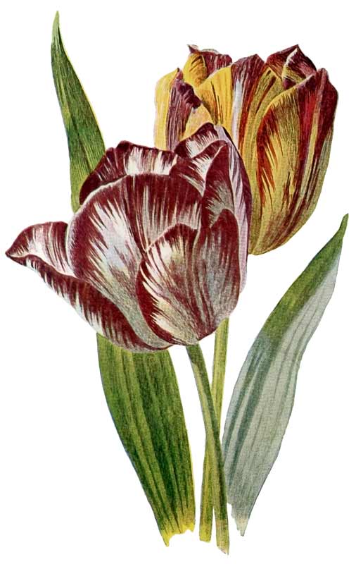 Vintage Flower Botanical Tulip Color Plate To Print   Vintage Fangirl