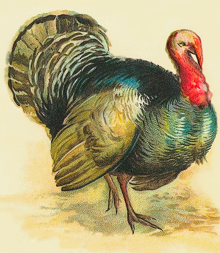 Vintage Thanksgiving Turkey Clipart