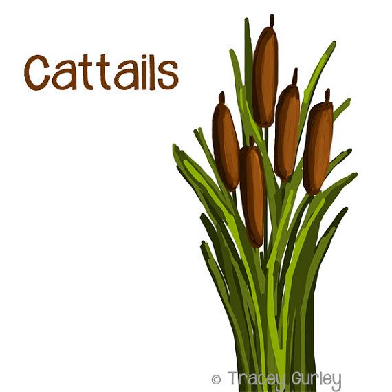 Cattails Graphic   Original Art Cattails Clip Art Cattails Digital