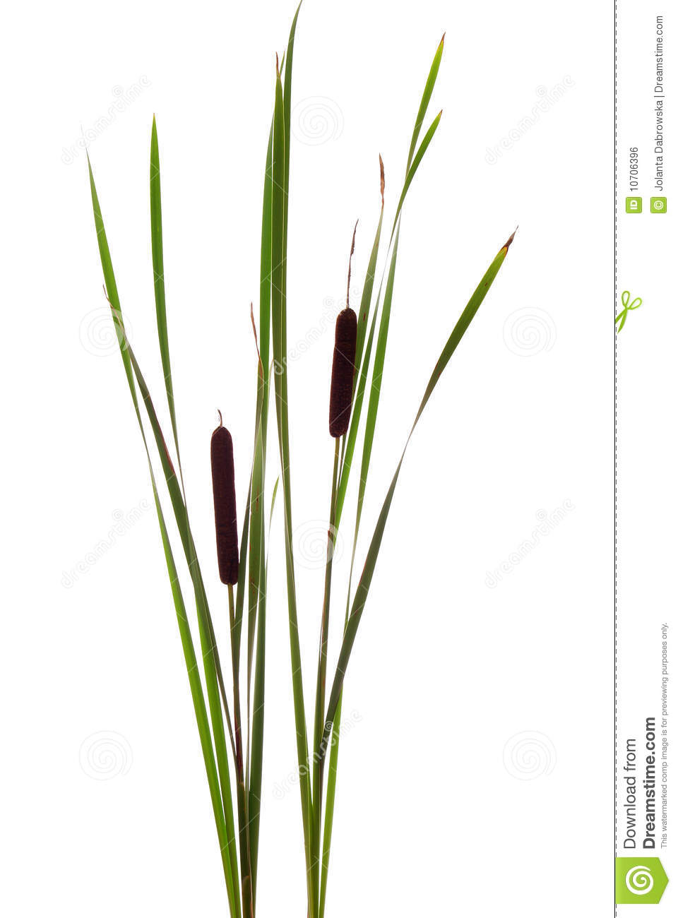 Cattails Royalty Free Stock Image   Image  10706396