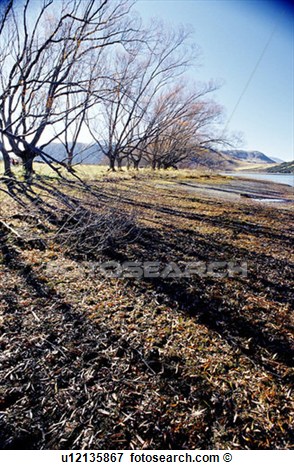 Picture   Fall Bushes Shadow Withering Forest   Tree  Fotosearch    