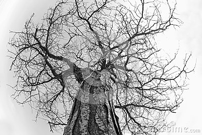 Picture Of A Leafless Tree At The End Of The Winter  Fruitless Tree    