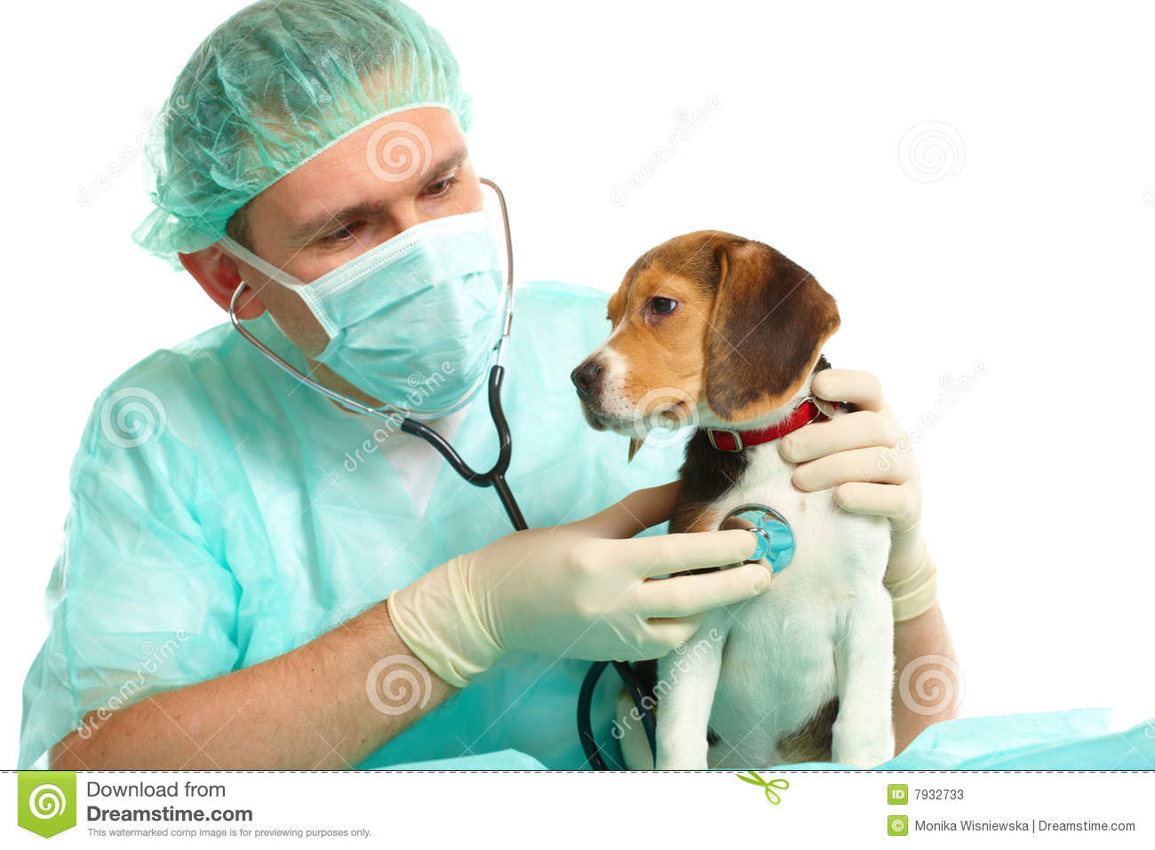 Veterinarian Doctor And A Beagle Puppy Stock Photos   Image  7932733