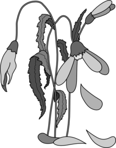 Wilted Flower Clip Art At Clker Com   Vector Clip Art Online Royalty