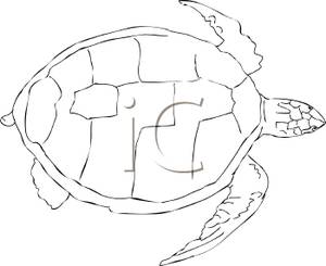 An Outline Of A Sea Turtle   Royalty Free Clipart Picture