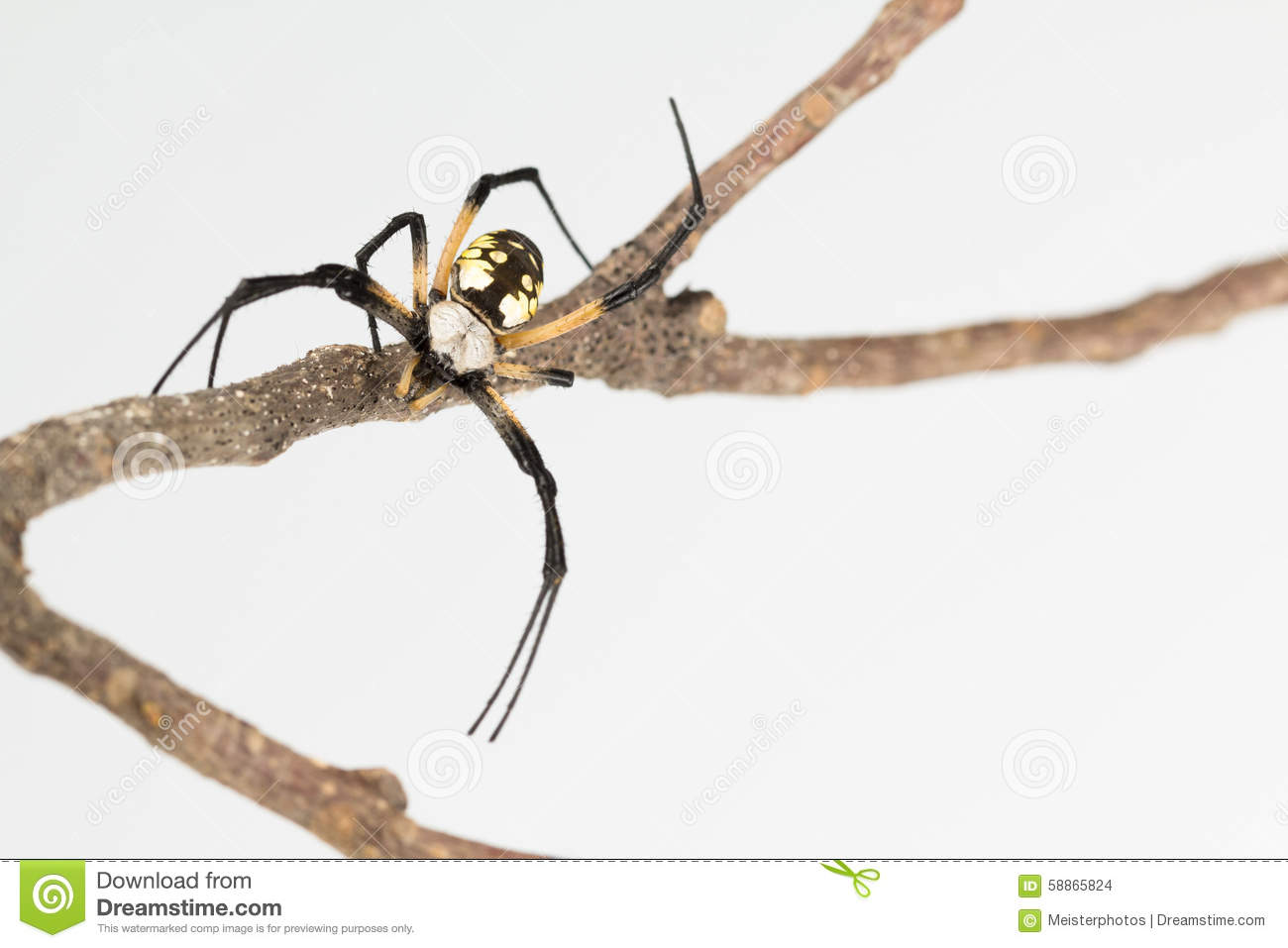 Black And Yellow Female Agriope Spider On A Twig Focused On Her Eyes