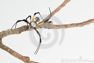     Black And Yellow Female Agriope Spider On A Twig Focused On Her Eyes