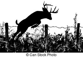 Deer Buck Jumping Fence   A Deer Buck Jumping A Barbed Wire