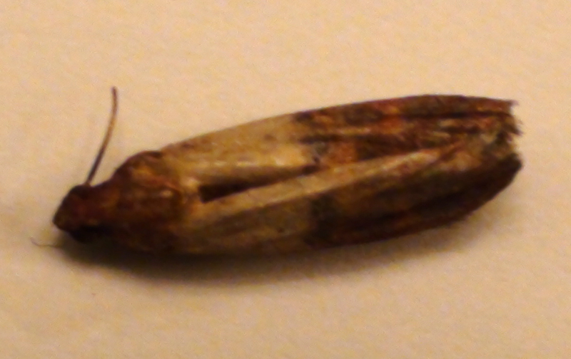 Go Back   Gallery For   Clothes Moth Vs Pantry Moth