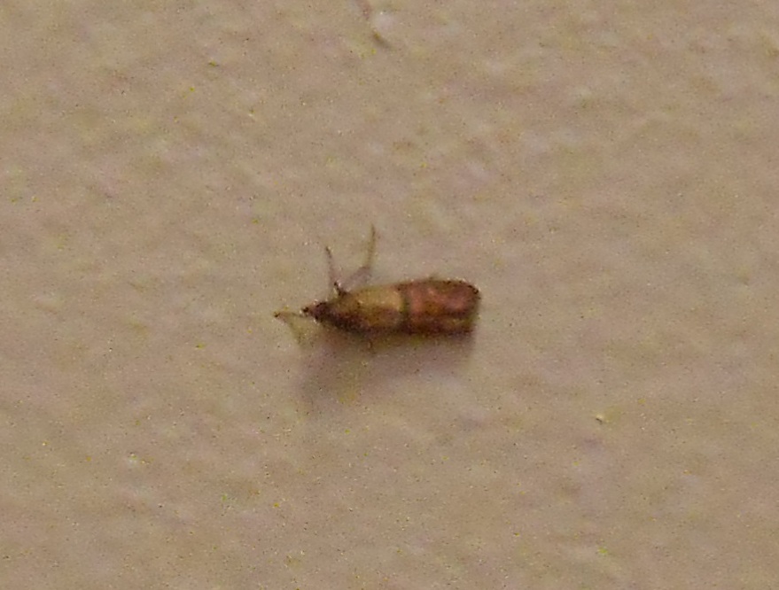 Go Back   Gallery For   Pantry Moth Larvae On Ceiling