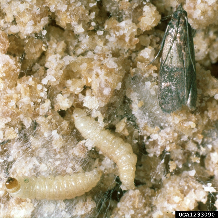 Indian Meal Moth Larvae Webbing Indian Meal Moths Larva