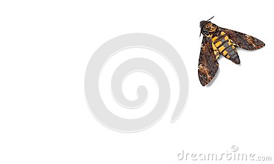 Meal Moth Moths Indian Isolated Wings On White