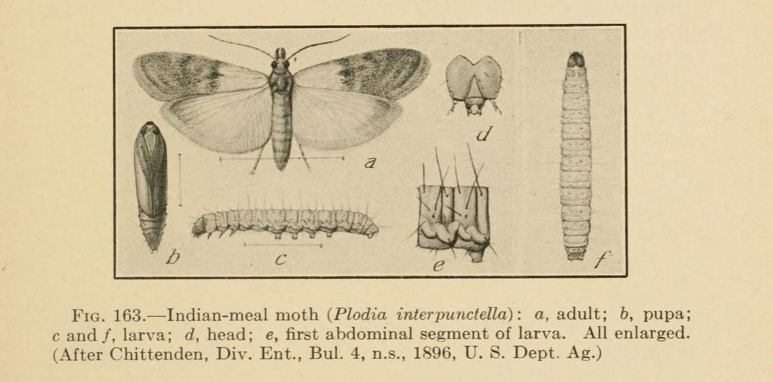 Pantry Moth Life Cycle Also Called The Pantry Moth