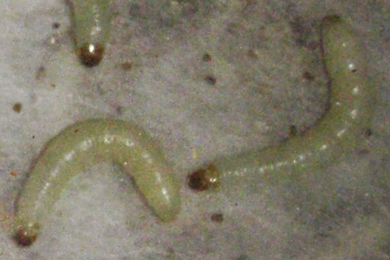Pantry Moths Larvae Picture Of Pantry Moths In The