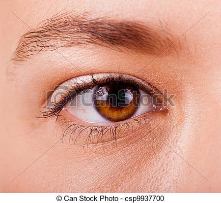 Women  S Eyes With The Eyebrow Closeup