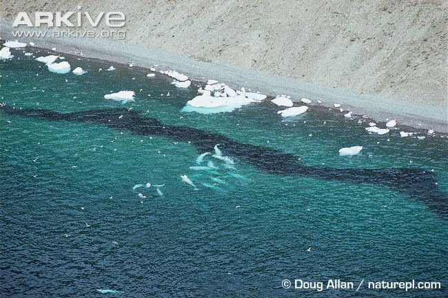 Beluga Whale Clipart  Eluga Whale Habitat Map