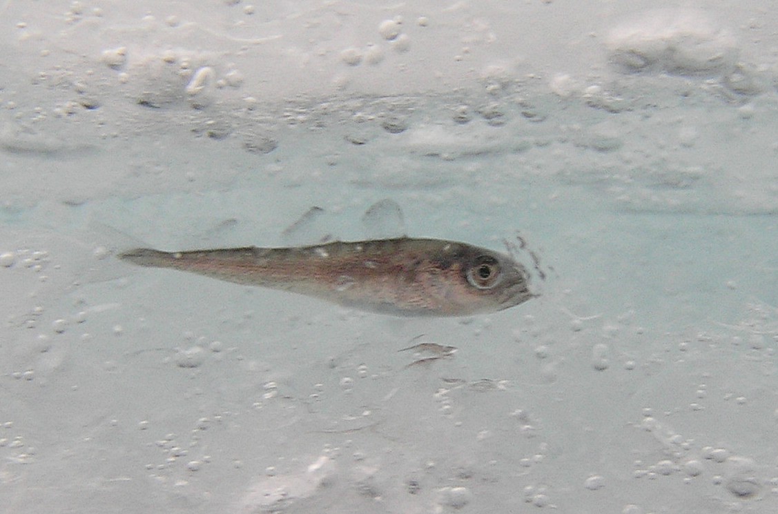 Com Animals Aquatic Fish C Cod Arctic Cod Resting Among Ice Jpg Html