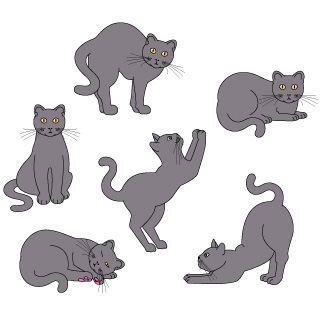 Related Grey Cat Cliparts