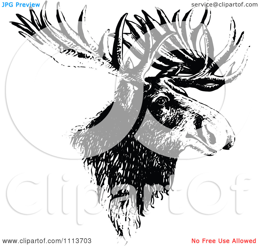 Clipart Vintage Black And White Moose Head   Royalty Free Vector