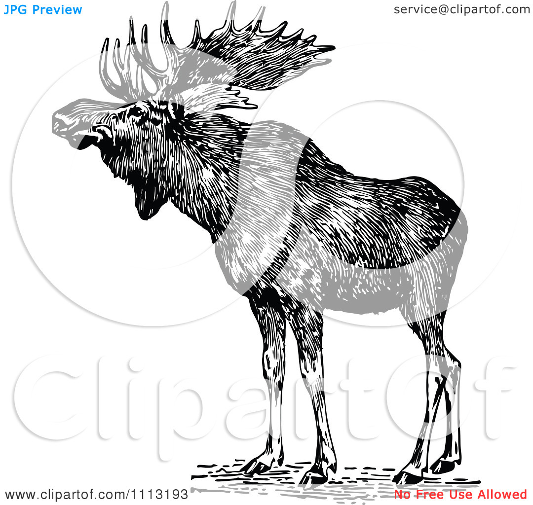 Clipart Vintage Black And White Wild Moose   Royalty Free Vector