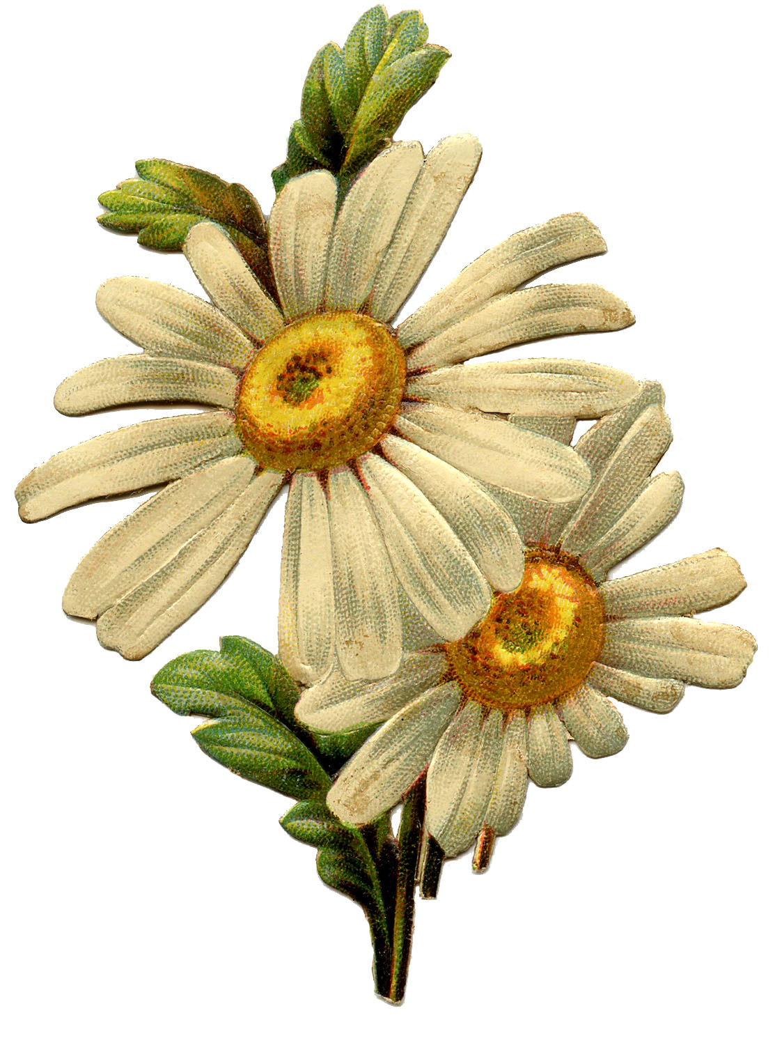 Vintage Daisy Image   The Graphics Fairy