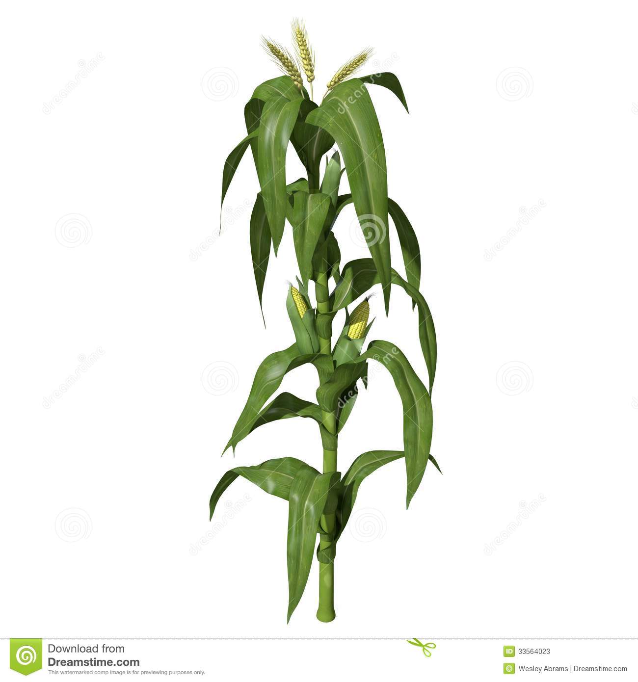3d Corn Stalk Stock Photos   Image  33564023