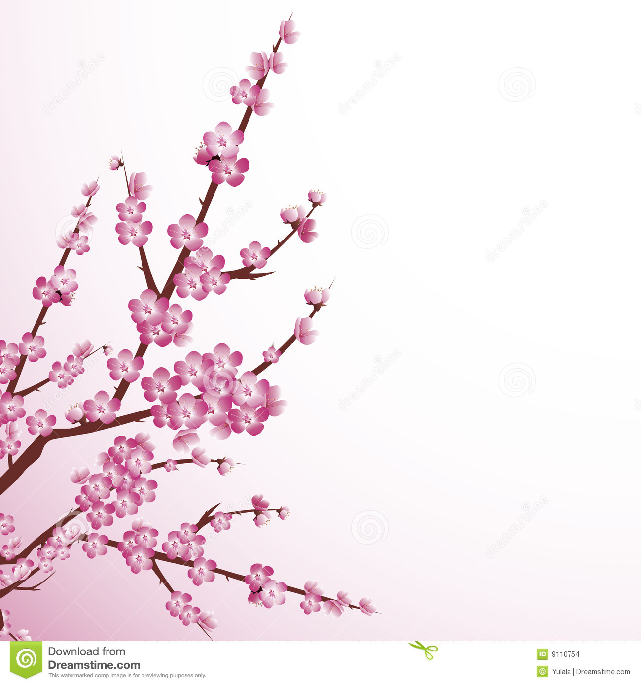 Beautiful Cherry Tree Blossoms Against White Background