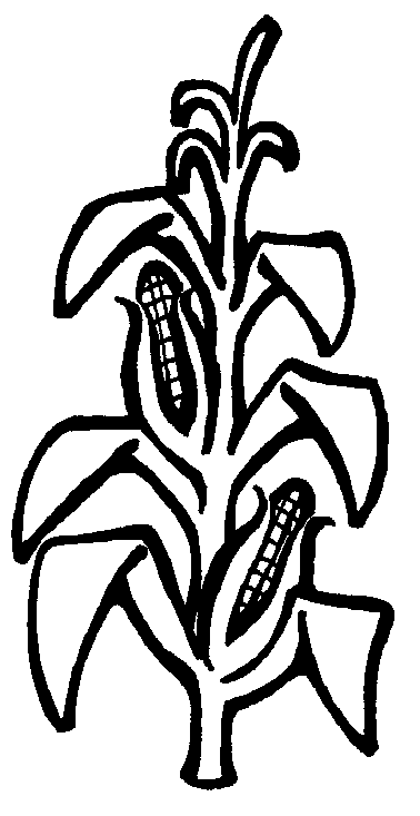 Corn Plant Clip Art Free Cliparts That You Can Download To You    