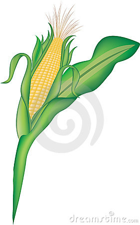 Corn Plant Clipart Corn 7275008 Jpg