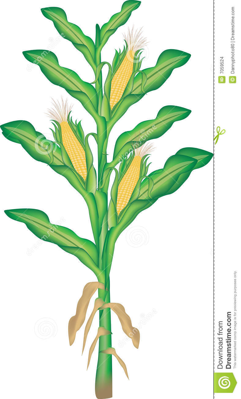 Corn Plant Clipart Corn Plant