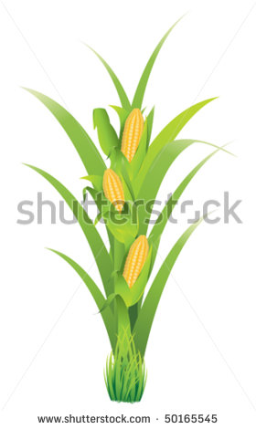 Corn Plant Clipart Corn Vegetable   Stock Vector