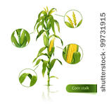 Corn Plant Free Stock Photo   Public Domain Pictures