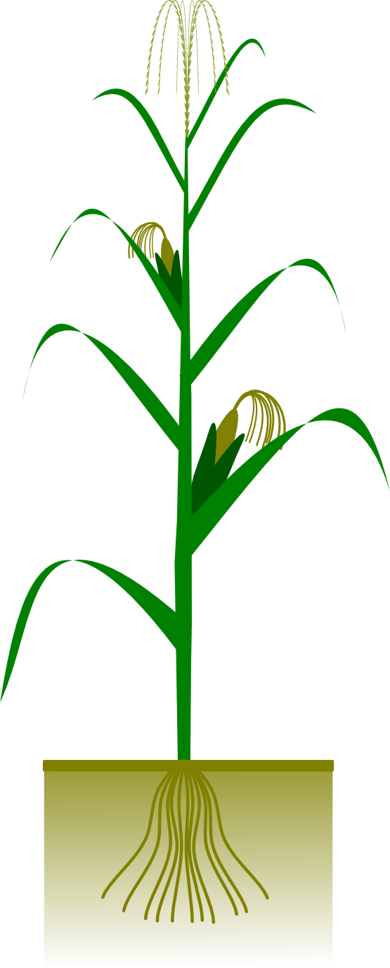 Corn Plant