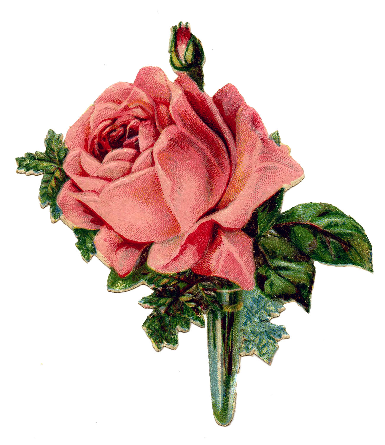 Vintage Graphic   Pink Rose Boutonniere