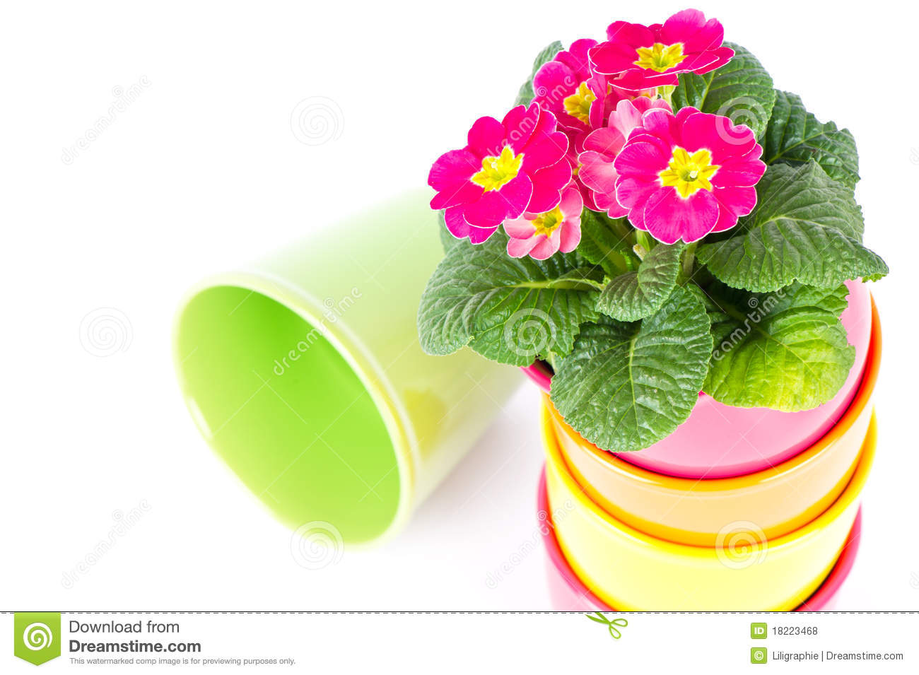 Beautiful Pink Primulas In Colorful Buckets Royalty Free Stock Photos