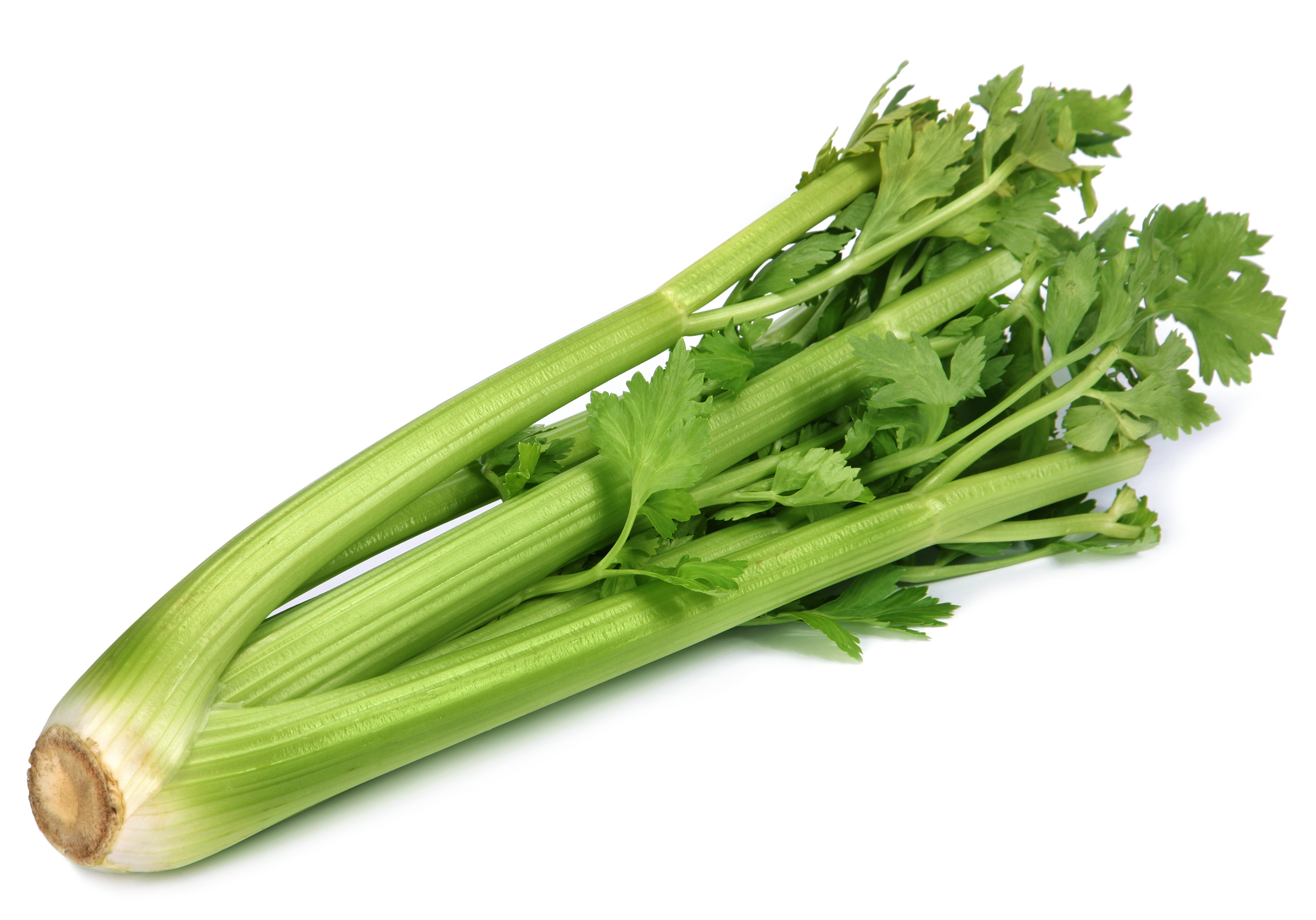 Celery In Stock Celery Is From The Same Plant Family As Carrots