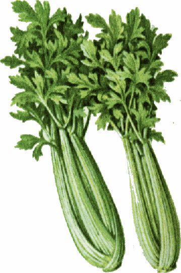 Celery2 Gif
