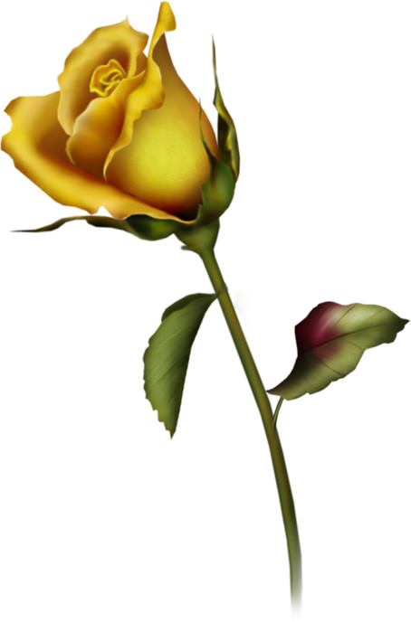 Yellow Rose Clip Art   Cliparts Co