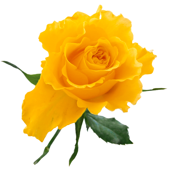 Yellow Rose Clip Art Free   Clipart Best