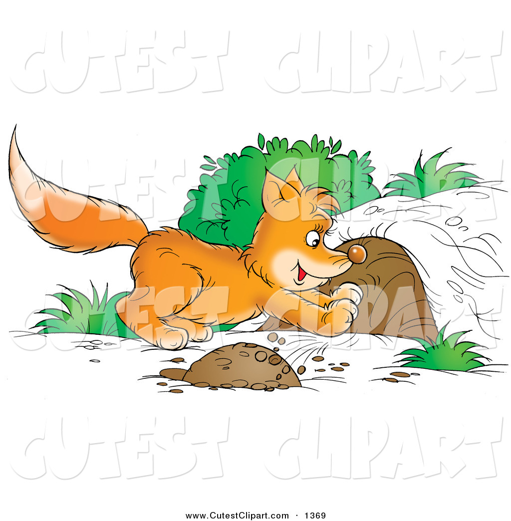 Fox Kit Digging A Den Out Of A Mound Of Dirt Or Chasing A Rodent