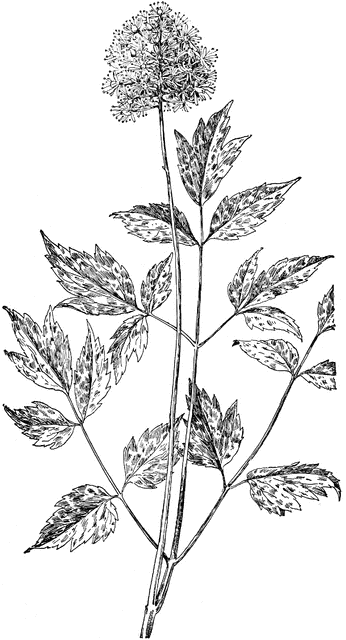 Red Baneberry   Clipart Etc