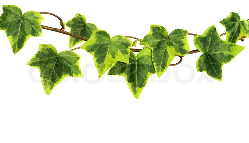 3541536 Green Ivy Isolated White Close Up Jpg
