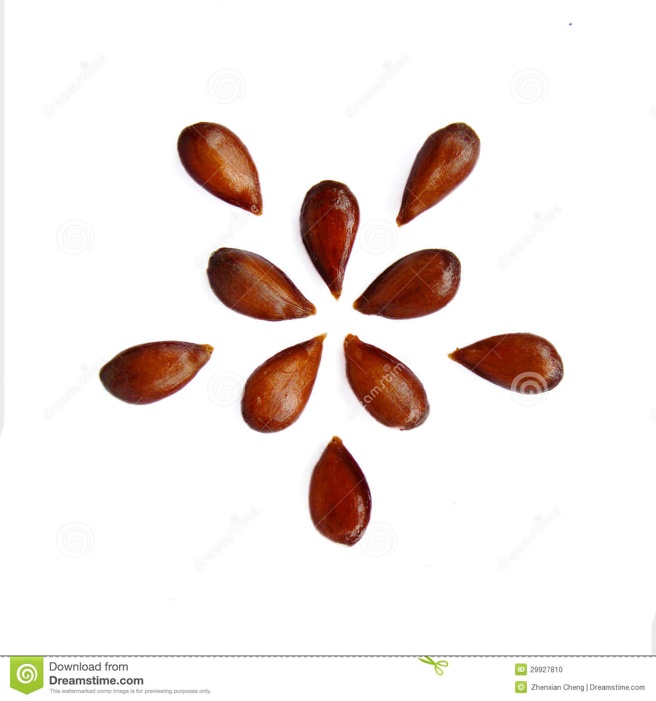 Apple Seed Clipart Star Pattern Of Apple Seed