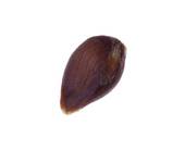 Apple Seed Images And Stock Photos  4001 Apple Seed Photography And