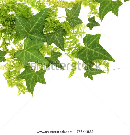 Beautiful Leaves Of Fern And Ivy Floral Border Stock Photo 77644822