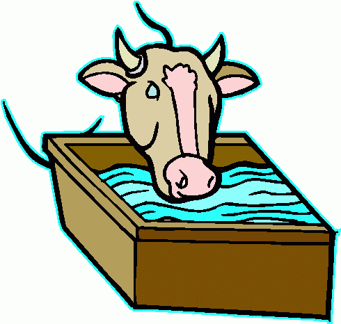 Cow Drinking Clipart   Cow Drinking Clip Art