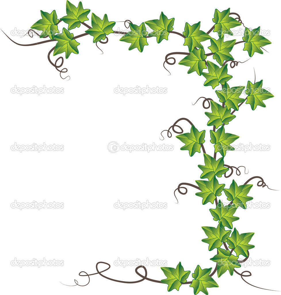 Green Ivy   Vector Illustration   Stock Vector   Shekoru  3730509