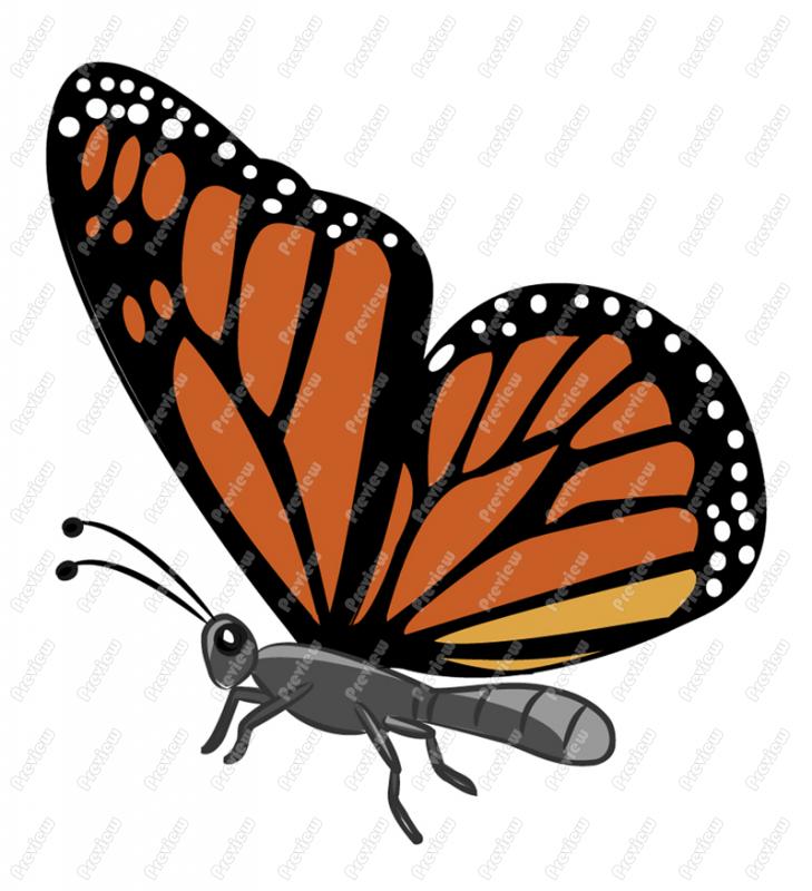 Monarch Caterpillar Clipart 93563 Monarch Butterfly Clip Art Jpg
