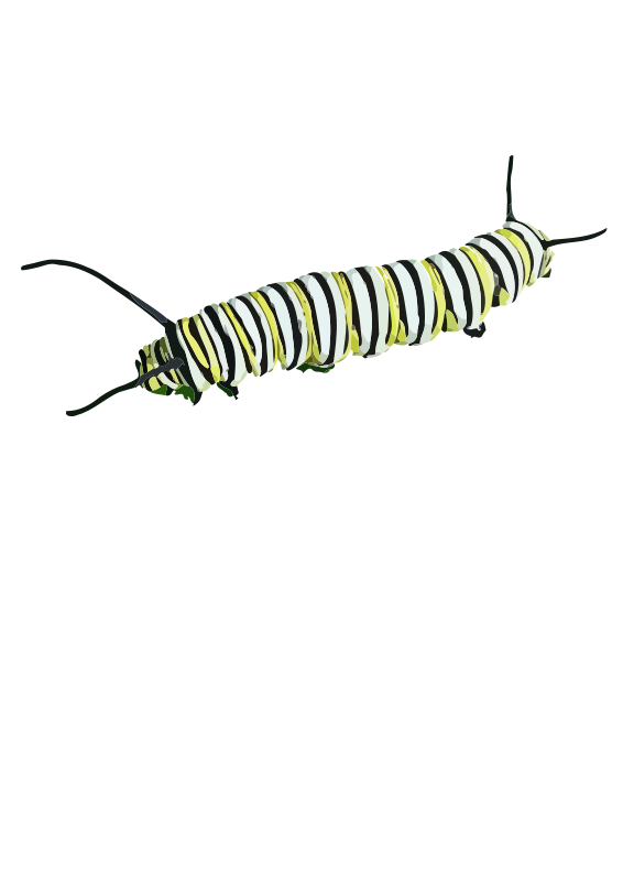 Monarch Caterpillar Clipart Caterpillarii Png