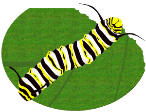 Monarch Caterpillar Clipart Monarch Caterpillar Gif